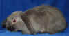 brun zobel.jpg (34183 byte)