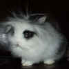 rufus.jpg (29689 byte)